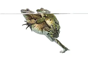 Waterfront Wildlife Photography Prints: Frogs copulating under clear water