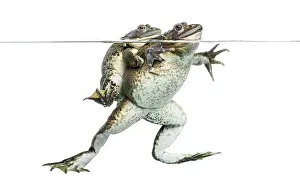 Amphibian Courtship Display Prints: Frogs copulating under clear water