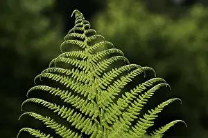 Close Up Fern Leaf Prints: Frond