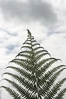Framed Print : Frond Frond Print Framed Print : Frond Frond Print