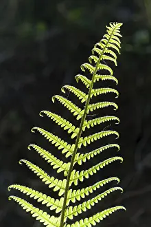 Close Up Leaf Prints: Frond, backlit, Germany