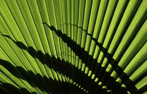 Palm Tree Leaves Prints: Fronds of a palm tree