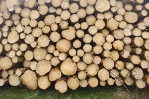 Tree Trunk Pile Germany Prints: Frontal view of tree slices, stacked tree trunks