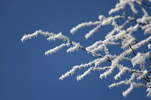 Ice Crystal Formation Prints: Frost-covered branches