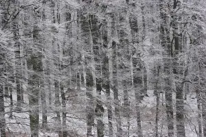 Monochrome Artwork Prints: Frost Covered Forest Print