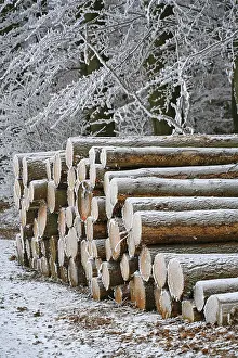 Hoarfrost Forest Prints: Frost-covered logs stacked along a forest path