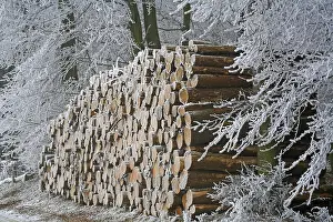 Hoarfrost Forest Prints: Frost-covered logs stacked along a forest path