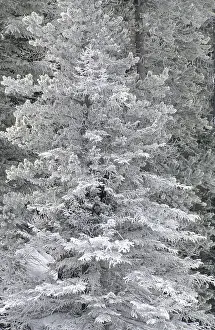 Hoarfrost Tree Prints: Frost covered tree