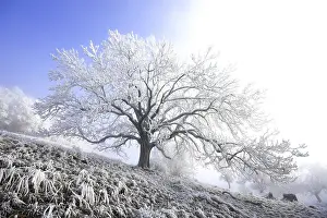 Hoarfrost Tree Prints: Frost-covered tree, backlight, Hegau