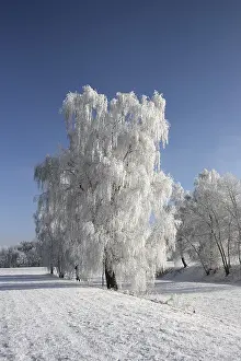 European Winter Scene Prints: Frost-covered trees