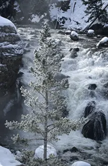 Hoarfrost Tree Prints: Frost solidified tree before waterfall