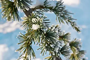 Hoarfrost Pine Tree Prints: A frosted pine tree branch