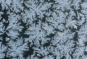 Ice Crystal Formations Prints: Frostwork on window