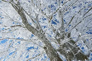 Deciduous Tree In Winter Prints: Frosty branches of a beech tree