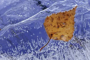 Winter Birch Tree Prints: Frozen birch leaf