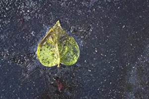 Winter Nature Photography Prints: Frozen leaf