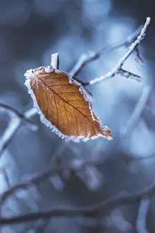 Close Up Nature Photography Prints: One frozen leaf on a tree branch in the forest in winter