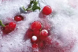 Frozen Berries Prints: Frozen red currants