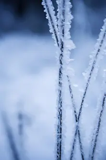 Cold Weather Photography Prints: Frozen straw