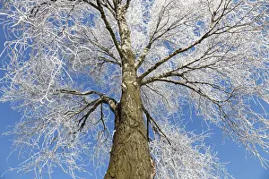 Snow Covered Trees Prints: Frozen tree