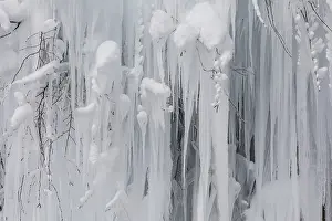 Deserted Snow Scene Prints: Frozen tree with long icicles, detail