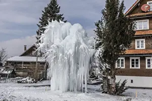 Prints of Frozen tree with long icicles, Malters, Lucerne, Switzerland Lucerne Prints: Frozen Tree with Long Icicles Print, Lucerne, Switzerland