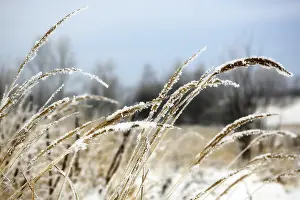 Winter Landscape Prints: Frozen Wild Grass