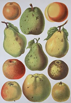 Empty Orchard Scene Prints: Fruit growing, various apples and pears