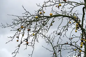 Deserted Orchard Scene Prints: Fruit mummies on the apple tree, Germany