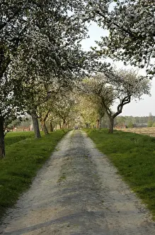 Country Lane Prints: Fruit tree avenue