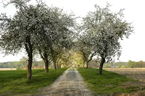 Country Lane Prints: Fruit tree avenue