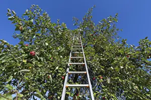 Blue Sky Agriculture Prints: Fruit tree ladder in an apple tree