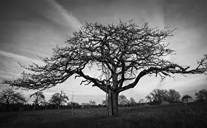 Deciduous Tree In Meadow Prints: A fruit tree in a meadow against the evening sky