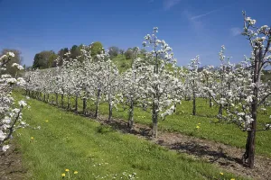 European Flora Botany Prints: Fruit tree pruning, fruit trees in bloom
