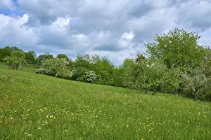 Lower Franconia Landscape Prints: Fruit trees, Meadow, Blooming, Clouds