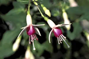 European Garden Prints: Fuchsia