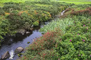 Waterfront Plant Life Prints: Fuchsia hedge along a stream, Malin More