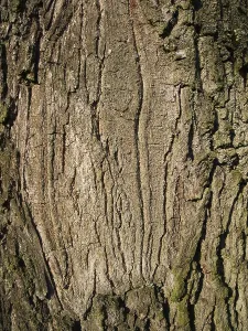 Tree Bark Close Up Prints: Full-format close-up of a roughly structured tree bark