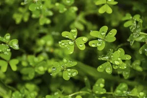Atlantic Ocean Island Scenery Prints: Full-format image of clover (Oxalis)