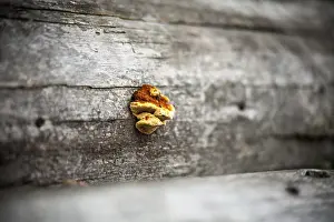 Botany Images Prints: Fungus on a tree. selective sharpening