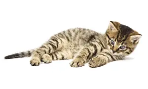 Young Animal Prints: Funny kitten
