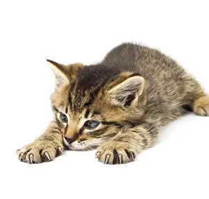 Young Animal Prints: Funny kitten