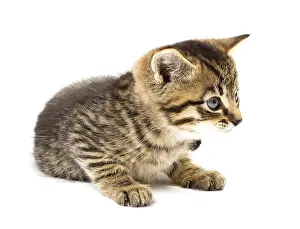 Young Animal Prints: Funny kitten