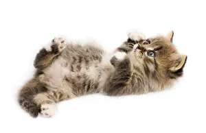 Siberian Kitten Prints: Funny kitten