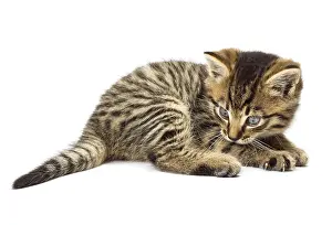 Young Animal Prints: Funny kitten