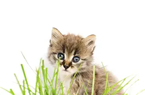Studio Shot Of A Kitten Prints: Funny kitten