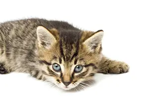 Young Animal Prints: Funny kitten
