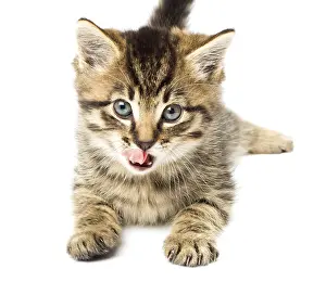 Funny Kitten Print - Playful Feline Moment