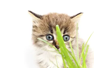 Funny Kitten Prints: Funny kitten