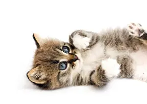 Domestic Pet Photography Prints: Funny kitten